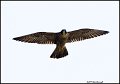 _1SB5963 peregrine falcon